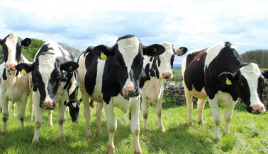 新西兰牛奶产量冲击历史记录